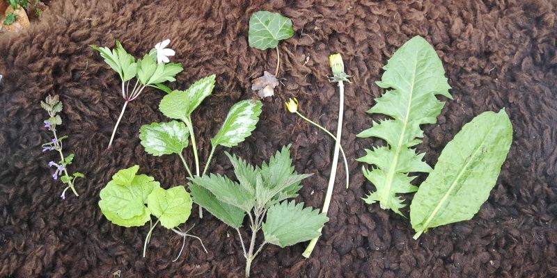 wildnispädagogik-spiel-kräuter